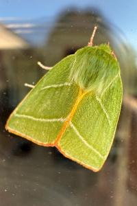 <i>Pseudoips prasinanus</i>