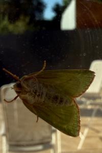 <i>Pseudoips prasinanus</i>