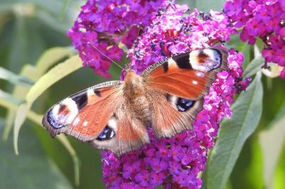 <i>Aglais io</i>