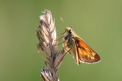 <i>Ochlodes sylvanus</i>