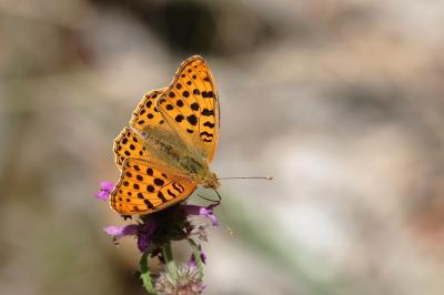 <i>Issoria lathonia</i>