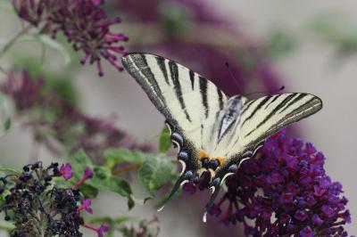 <i>Iphiclides podalirius</i>