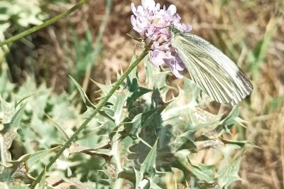 Pieris napi