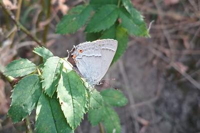 <i>Quercusia quercus</i>