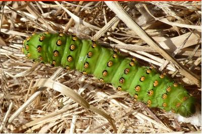 <i>Saturnia pavonia</i>