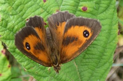 <i>Pyronia tithonus</i>
