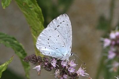 <i>Celastrina argiolus</i>