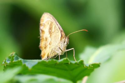 <i>Pyronia tithonus</i>
