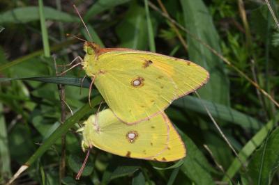 <i>Colias crocea</i>