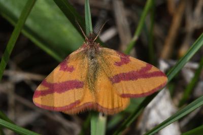<i>Lythria cruentaria</i>
