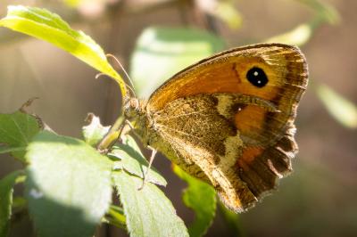 <i>Pyronia tithonus</i>