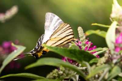 <i>Iphiclides podalirius</i>
