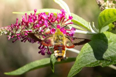 <i>Hemaris fuciformis</i>