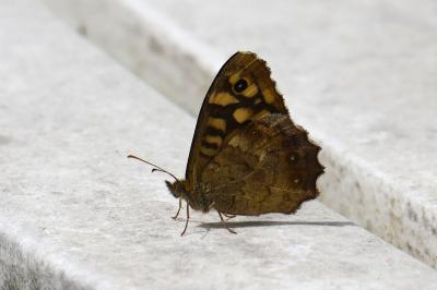 <i>Pararge aegeria</i>