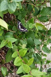 <i>Limenitis reducta</i>