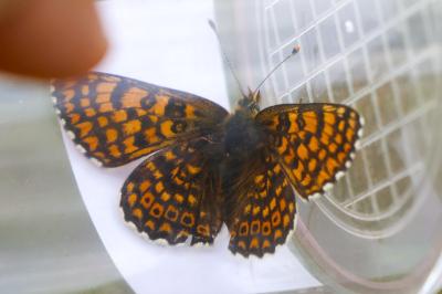 <i>Melitaea cinxia</i>