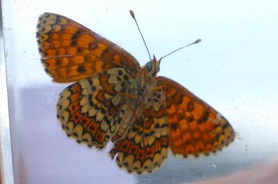 <i>Melitaea cinxia</i>