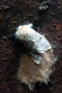 <i>Lymantria dispar</i>