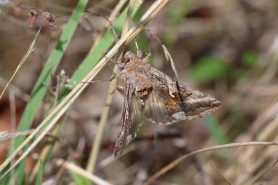 <i>Autographa gamma</i>
