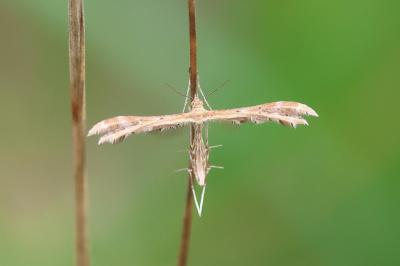 <i>Oxyptilus</i>