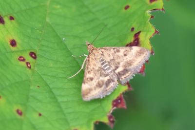 <i>Pyrausta despicata</i>
