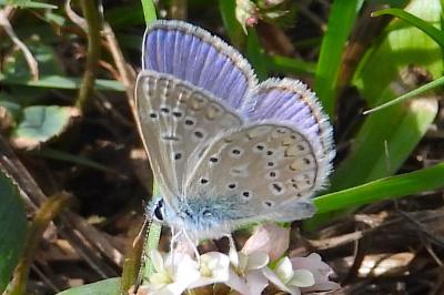 <i>Polyommatus icarus</i>