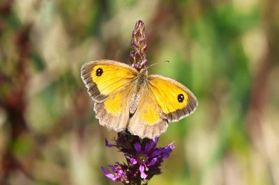 <i>Pyronia tithonus</i>