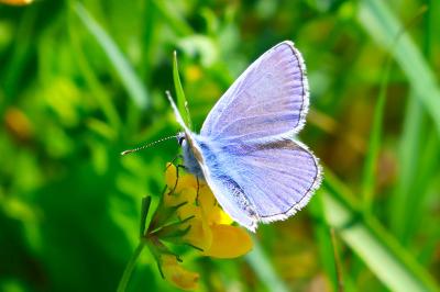 <i>Polyommatus icarus</i>