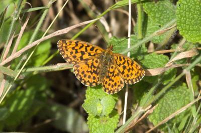<i>Boloria dia</i>