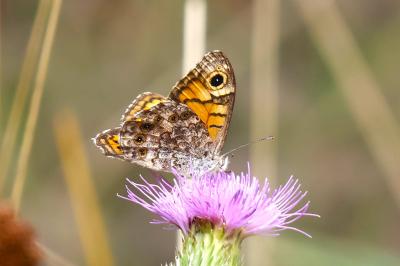 <i>Lasiommata megera</i>