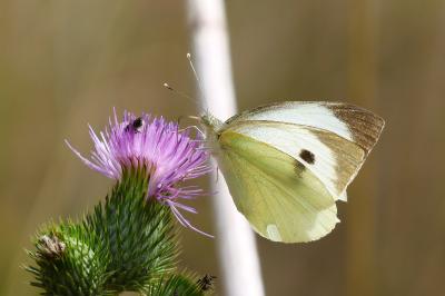 <i>Pieris brassicae</i>
