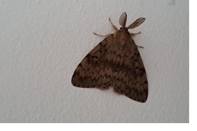 <i>Lymantria dispar</i>