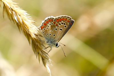 <i>Aricia agestis</i>