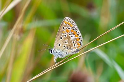 <i>Polyommatus icarus</i>