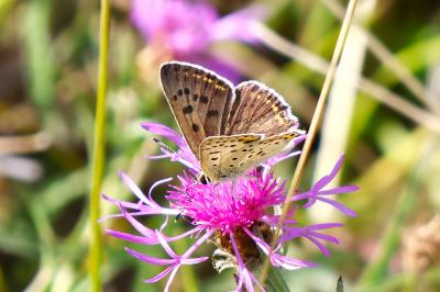 <i>Lycaena tityrus</i>