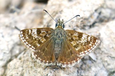<i>Erynnis tages</i>