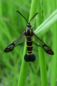 <i>Synanthedon</i>