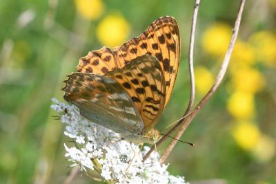 <i>Argynnis paphia</i>