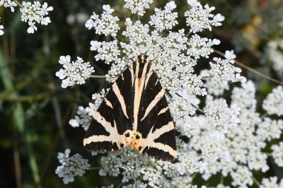 <i>Euplagia quadripunctaria</i>