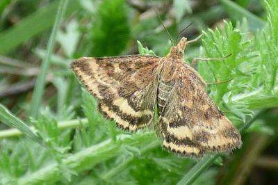 <i>Pyrausta despicata</i>