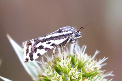 <i>Emmelia trabealis</i>