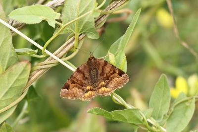 <i>Euclidia glyphica</i>