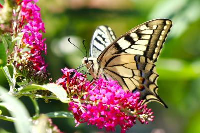 <i>Papilio machaon</i>