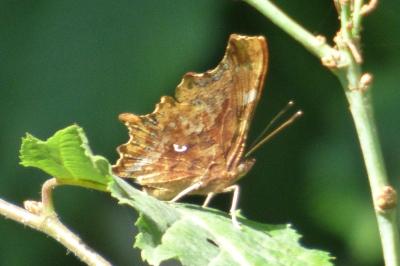<i>Polygonia c-album</i>