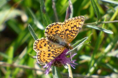 <i>Boloria selene</i>