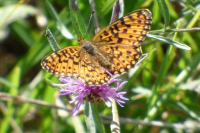 <i>Boloria selene</i>
