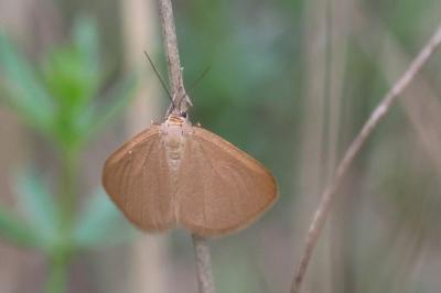 <i>Minoa murinata</i>