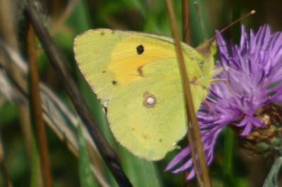 <i>Colias crocea</i>