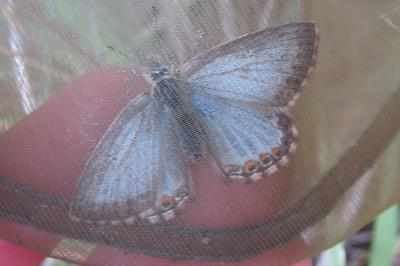 <i>Lysandra coridon</i>
