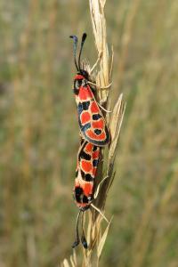 <i>Zygaena fausta</i>